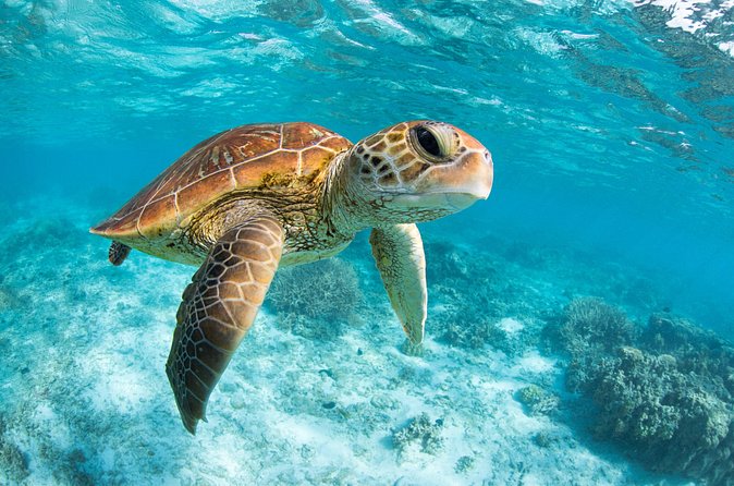 Tulum & Tortugas All Inclusive - Practical Details: Meeting Point and Group Size