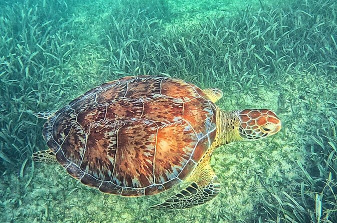 Tulum & Tortugas All Inclusive - Whats Included and What to Budget Extra For