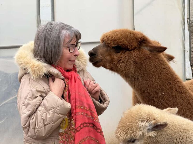 Turin: Meet the Monviso Alpacas at the Educational Farm with a Guide - The Interactive Feeding and Petting Experience