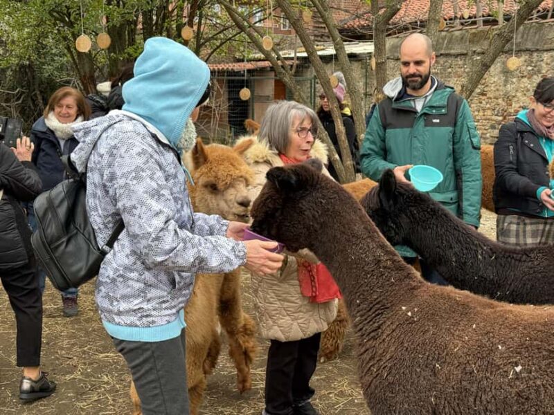 Turin: Meet the Monviso Alpacas at the Educational Farm with a Guide - Final Thoughts: An Authentic and Educational Outing