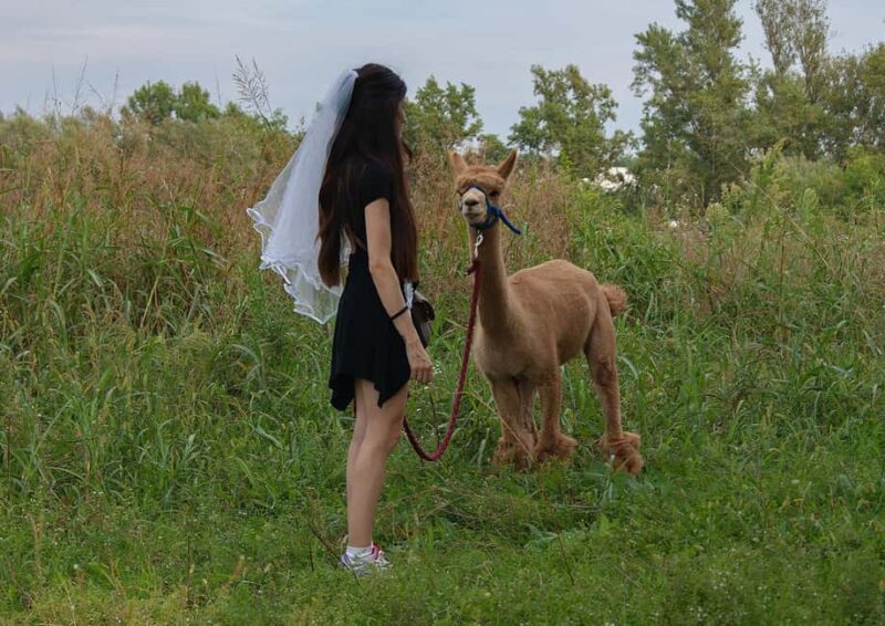 Turin: Walk with Monviso Alpacas in a green city park - Discovering Monviso Alpacas in Turin’s Urban Green Space