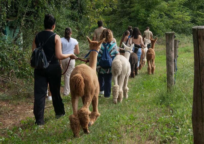 Turin: Walk with Monviso Alpacas in a green city park - Exploring the Unique Personalities of Each Alpaca