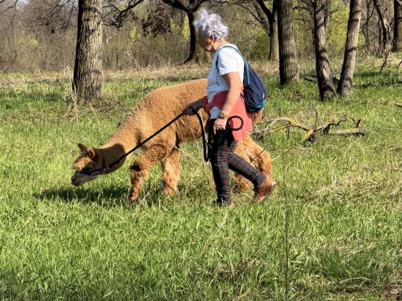 Turin: Walk with Monviso Alpacas in a green city park - The Atmosphere of Connection and Relaxation