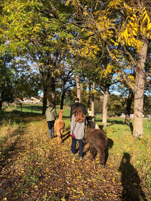 Turin: Walk with Monviso Alpacas in a green city park - Practical Details: Meeting Point, Duration, and Accessibility