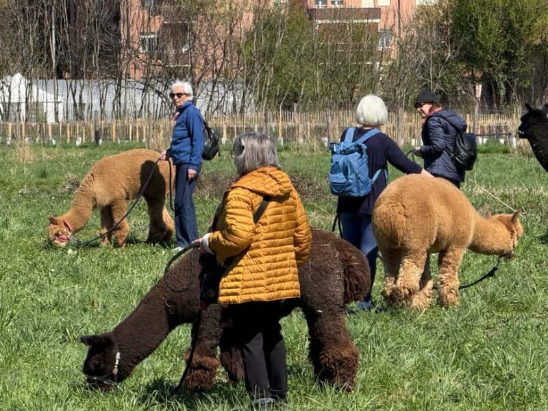 Turin: Walk with Monviso Alpacas in a green city park - The Role of GROW UP Impresa Sociale Agricola in Urban Sustainability