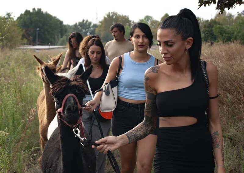 Turin: Walk with Monviso Alpacas in a green city park - Who Will Appreciate This Alpaca Walk