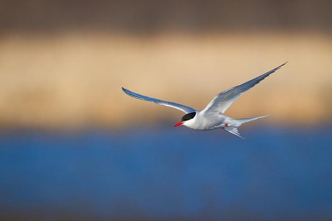 Turnagain Arm Tour - Girdwood and Mt. Alyeska for Lunch and Mountain Views