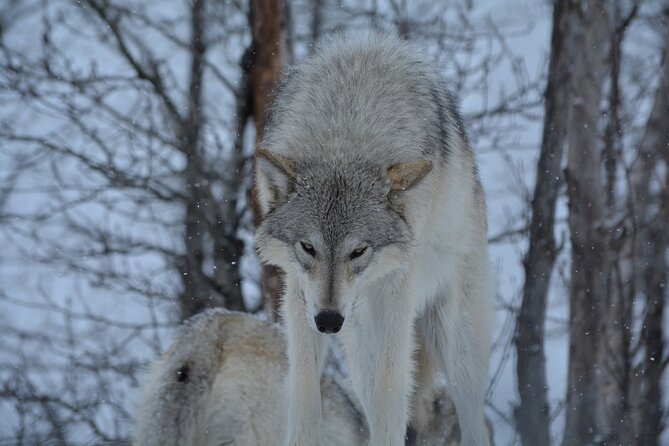 Turnagain Arm Winter Scenic Tour - Key Points