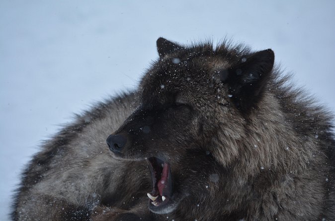 Turnagain Arm Winter Scenic Tour - Alaska Wildlife Conservation Center: Close Encounters with Iconic Animals