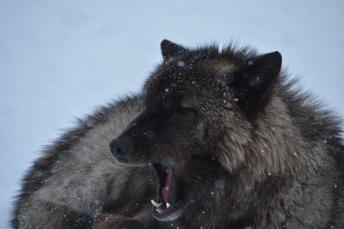 Turnagain Arm Winter Scenic Tour - Who Will Love This Tour Most?