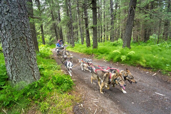 Turning Heads Kennel Dogsledding Experience & Tour - Learning About the Iditarod and Mushing Equipment