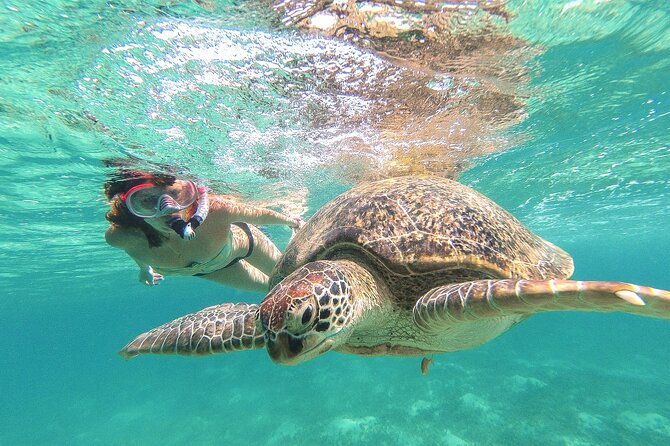 Turtle and Reef Sanctuary Snorkeling - Explore the Turtle and Reef Sanctuary Snorkeling Tour in Tulum