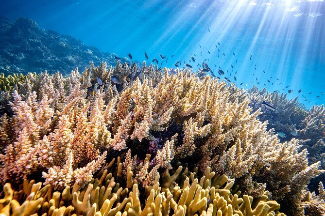 Turtle and Reef Sanctuary Snorkeling - Snorkeling Equipment and Eco-Friendly Approach