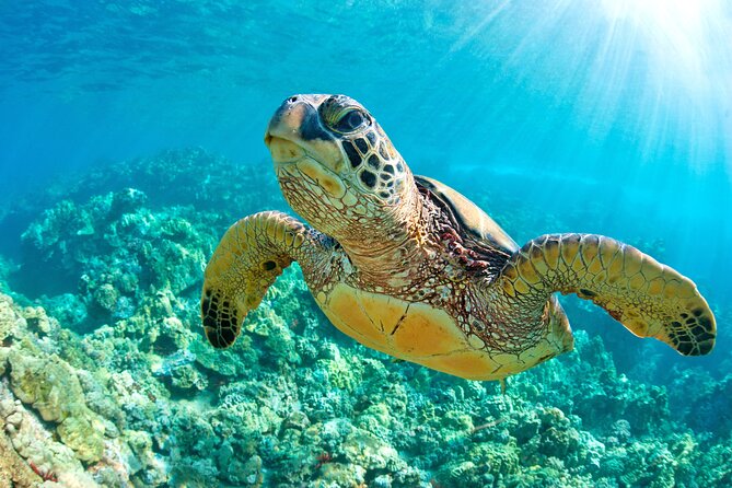 Turtle and Reef Sanctuary Snorkeling - Pricing, Additional Costs, and Booking