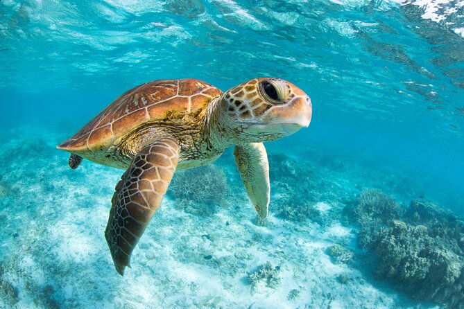 Turtle and Reef Sanctuary Snorkeling - Weather Considerations and Safety
