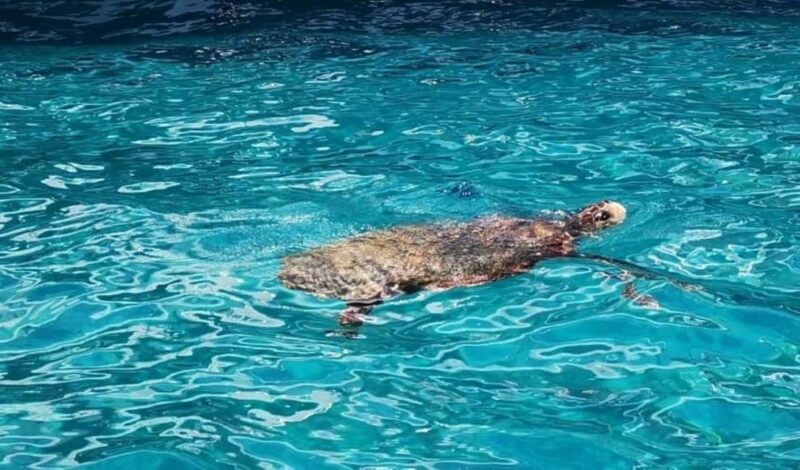 TURTLE BOAT TOUR - Visiting the Keri Caves and Underwater Passages