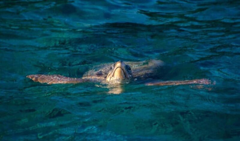 TURTLE BOAT TOUR - Who Will Appreciate This Tour Most?