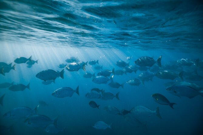 Turtle Canyon Snorkel Adventure in Waikiki - The Experience with Hawaii Ocean Charters