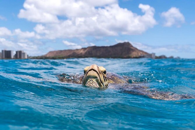 Turtle Canyon Snorkel Adventure - Small Group 6 Passengers - What to Expect During Your Snorkel Experience