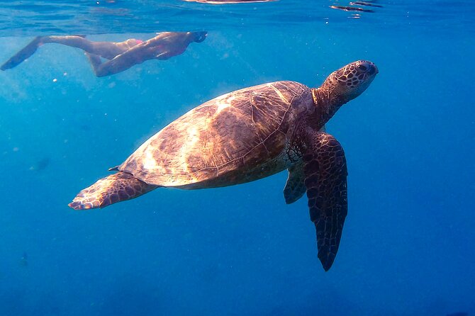 Turtle Canyon Snorkel from Waikiki: Turtles Guaranteed - The Crew’s Expertise and Approach to Marine Conservation