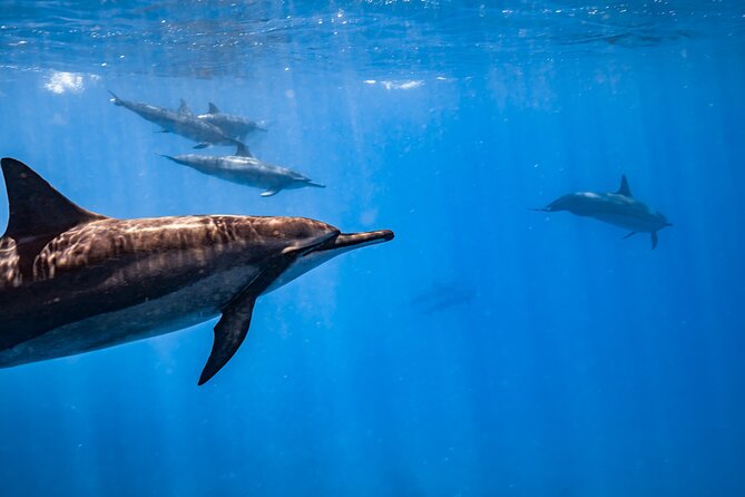 Turtle Canyon Snorkel: Semi Private Boat Tour - Expert Guides and Personalized Service