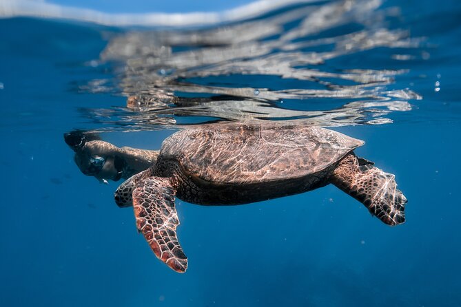 Turtle Canyon Snorkel: Semi Private Boat Tour - Cancellation Policy and Booking Flexibility