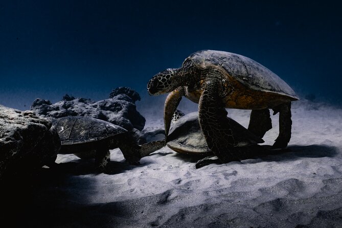 Turtle Canyon Snorkel Tour - Semi-private: 6 passenger max - Final Thoughts on the Turtle Canyon Snorkel Tour