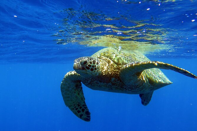 Turtle Canyon Waikiki Snorkel Adventure - What Makes This Snorkel Tour Stand Out