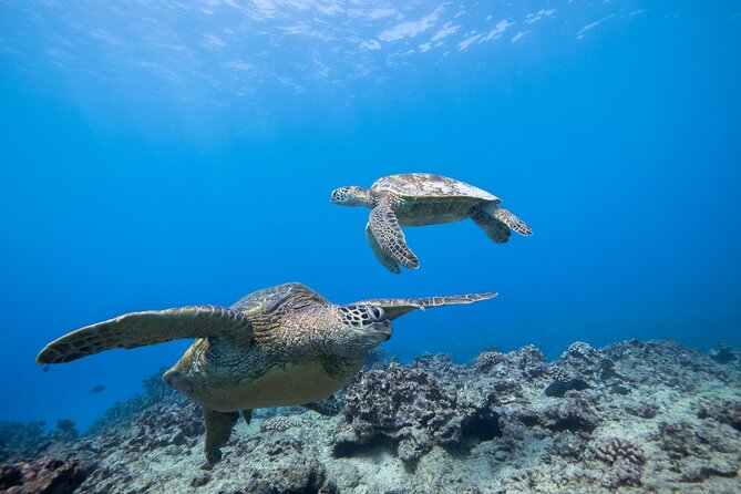 Turtle Canyon Waikiki Snorkel Adventure - Who Will Appreciate This Tour Most