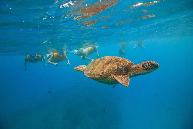 Turtle Canyons Snorkel Excursion from Waikiki, Hawaii - Physical Requirements and Accessibility