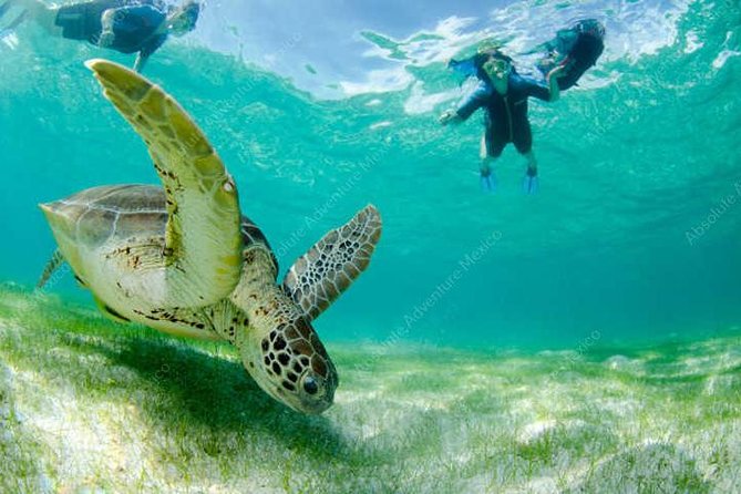 Turtle Encounter Private Tour  Swim with Sea Turtles & Cenote - Comfortable, Hassle-Free Transportation