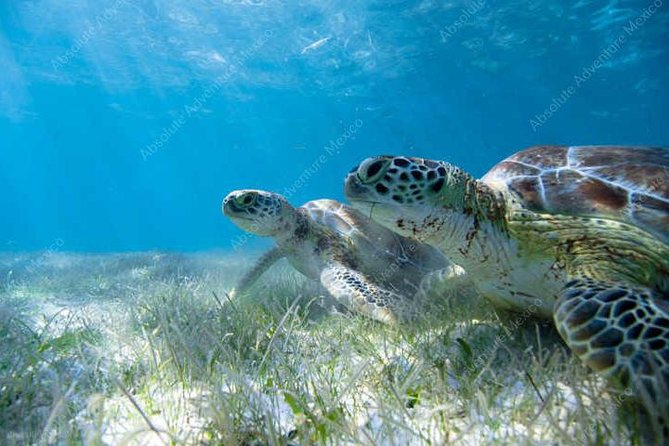 Turtle Encounter Private Tour  Swim with Sea Turtles & Cenote - Guides Who Know the Area and Share Local Insights