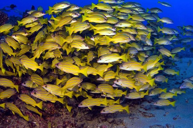 Turtle Reef Kayak Tour of Makena, Maui - Snorkeling at Turtle Town and Reef Encounters
