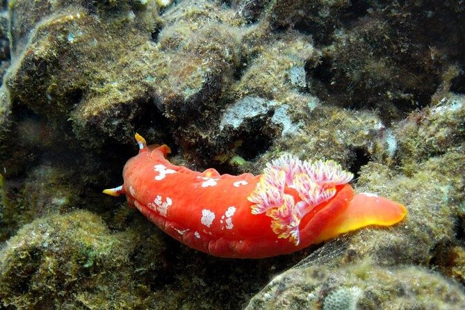 Turtle Reef Kayak Tour of Makena, Maui - Flexibility and Booking Details