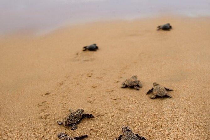 Turtle Release and Bioluminescence - The Magic of Manialtepec Lagoon and Bioluminescence