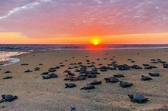 Turtle Release and Bioluminescence - Transportation and Guide Support