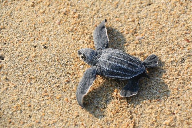 Turtle Release Escobilla Sanctuary and crocs in Ventanilla. - Key Points