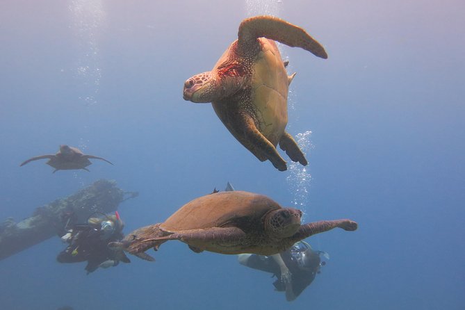 Turtle & Shark Scuba Dive in Lahaina: Certified - Timing, Pacing, and Weather Considerations
