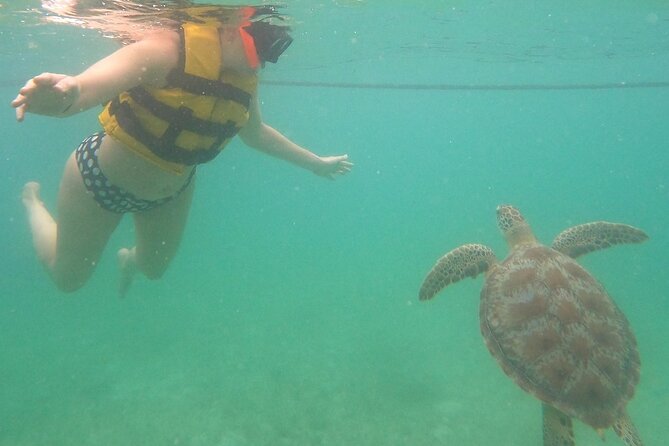 Turtle Snorkeling in Akumal - Exciting Turtle Snorkeling Adventure in Akumal for $39.10