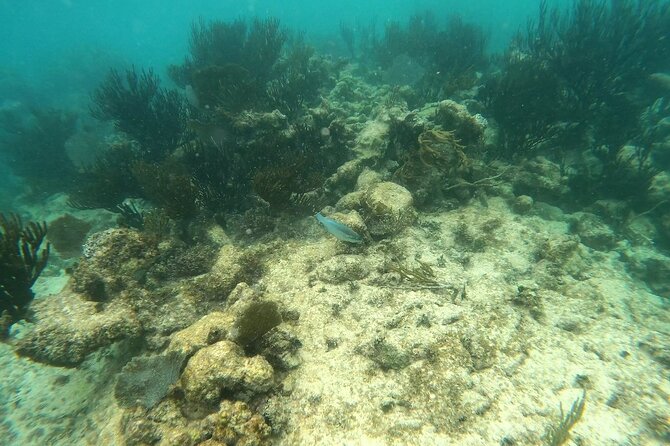 Turtle Snorkeling in Akumal - What the Guided Tour Includes