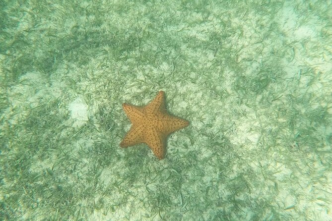 Turtle Snorkeling in Akumal - Flexibility with Ticket Confirmation and Cancellation Policy