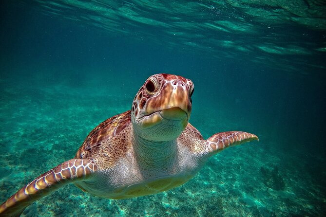 Turtle Snorkeling Jungle Adventure + Zipline and Rappel in Cenote - Logistics and Transportation Details