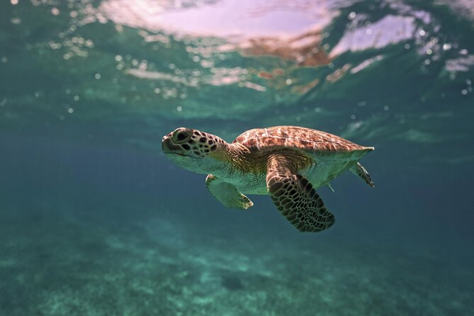 Turtle Snorkeling Jungle Adventure + Zipline and Rappel in Cenote - Physical Requirements and Safety Measures