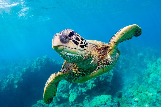 Turtle Spotting Cruise in Zakynthos on a Glass-Bottom Vessel - Discover Zakynthos on a Turtle Spotting Cruise with a Glass-Bottom Vessel