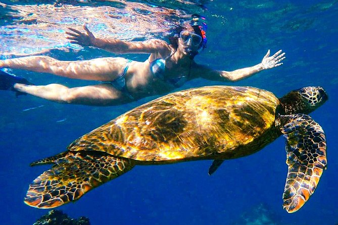 Turtle Town Clear Kayak & Snorkel Tour (10:30am-1pm) - Discover Maui’s Marine Wonders with the Turtle Town Clear Kayak & Snorkel Tour