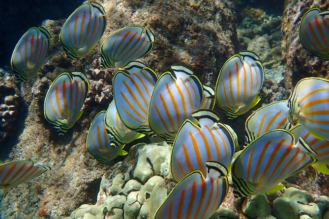 Turtle Town Clear Kayak & Snorkel Tour (10:30am-1pm) - Meeting Point at Makena Landing Park