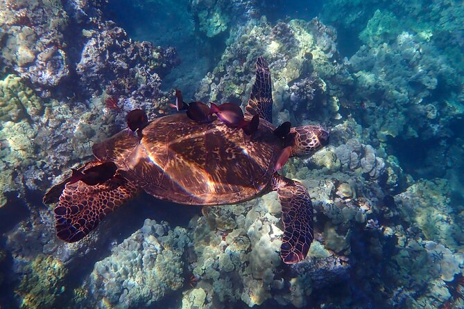 Turtle Town Clear Kayak & Snorkel Tour (10:30am-1pm) - The Afternoon Tour: Calm Waters and Shorter Paddling