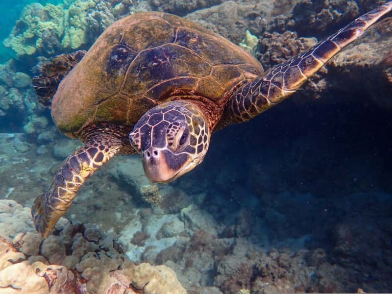 Turtle Town Clear Kayak & Snorkel Tour (7am-9:30am) - Key Points