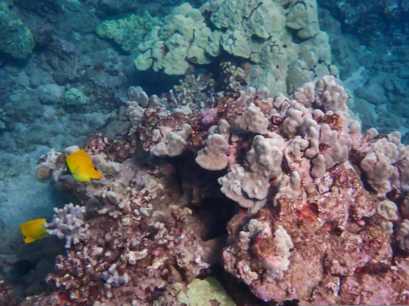 Turtle Town Clear Kayak & Snorkel Tour (7am-9:30am) - Mauis Clear Kayak & Snorkel Adventure Begins Early