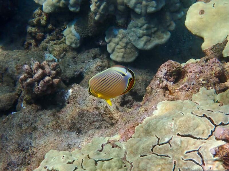 Turtle Town Clear Kayak & Snorkel Tour (7am-9:30am) - Guided Marine Education and Photos